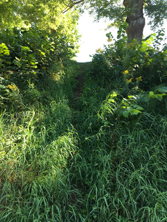 Backe ner genom grönskan vid kanalen