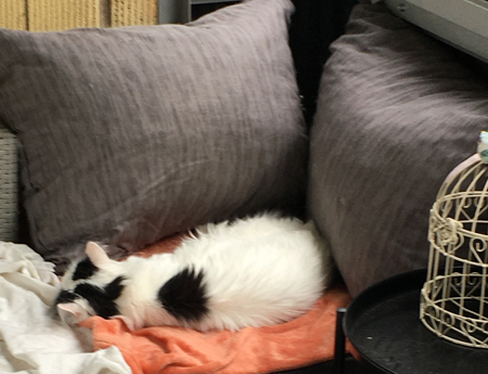 Citrus sover på balkongen