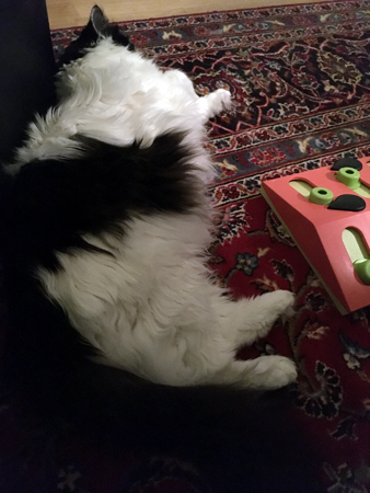 Katten Lucifer sover på mattan