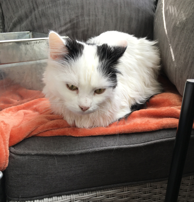 Citrus på orange filten på balkongen