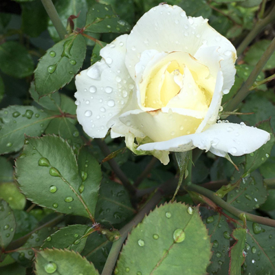 Ljusgul ros i Botaniska trädgården Visby