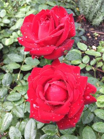 Röda rosor i Botaniska trädgården i Visby