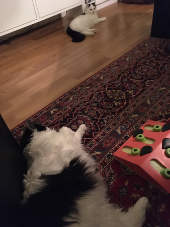 Katten Lucifer sover och katten Citrus ligger vid hyllan i Salen