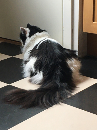 Lucifer utanför skafferidörren