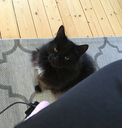 Katten Lukas tittar uppfodradande på mig