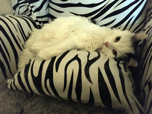 Citrus i zebrafåtöljen