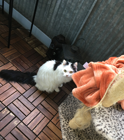 Citrus på balkongen