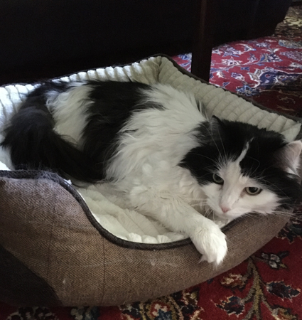 Lucifer i stora korgen under bordet i Salen