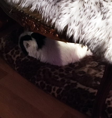 Citrus sover på leopardfilten under stolen i Bokrummet