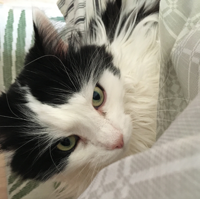 Lucifer tittar fram från köksstol under duk