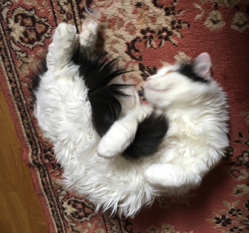 Citrus kramar sin svans