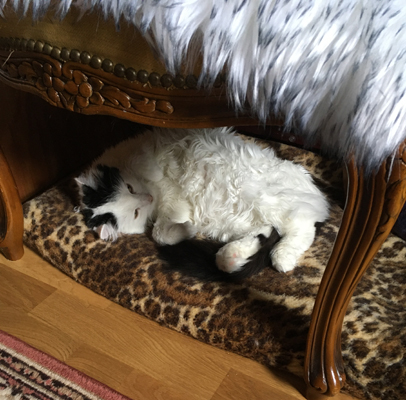 Citrus på leopardfilten