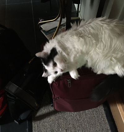 Citrus ligger på min resväska