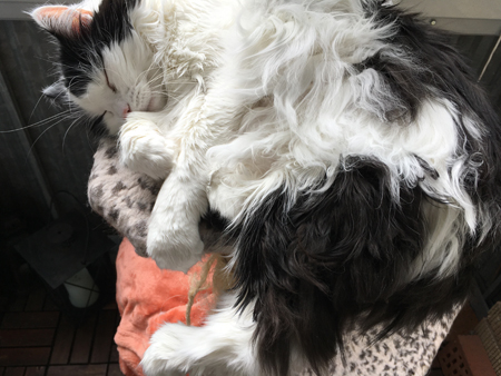 Lucifer sover på klätterpelaren