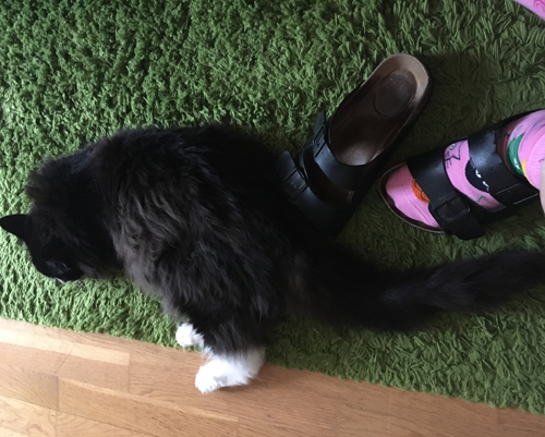 Katten Igor vid mina fötter