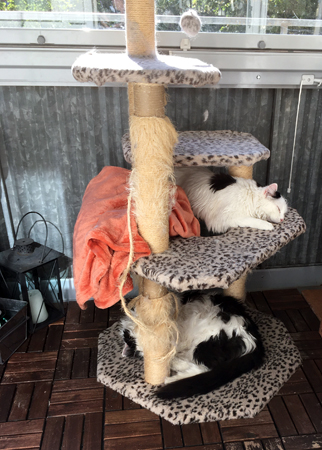 Citrus och Lucifer sover på klätterpelaren på balkongen
