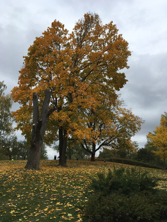 Höst i Höganäsparken