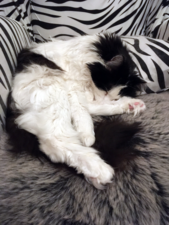 Lucifer sover i zebrafåtöljen