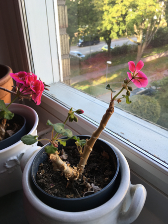 Pelargoner strävar mot ljuset
