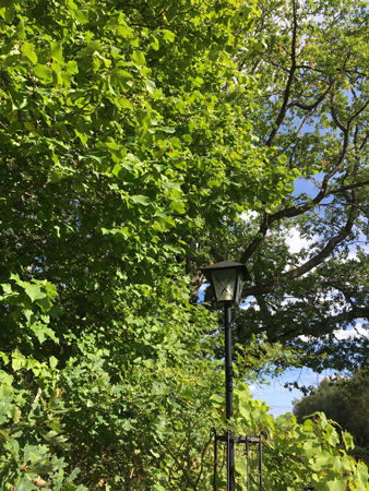 Grönt träd och lykta Fullerö