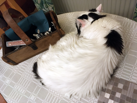 Katten Citrus på matbordet