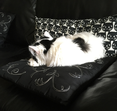 Citrus sover på svarta soffkudden