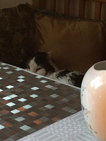 Katten Lucifer kniper med ögat i Annas kökssoffa