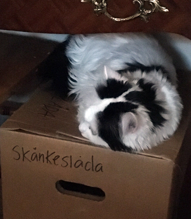 Katten Citrus på skänkeslådan