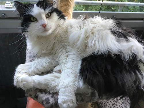 Lucifer på klätterpelaren på balkongen