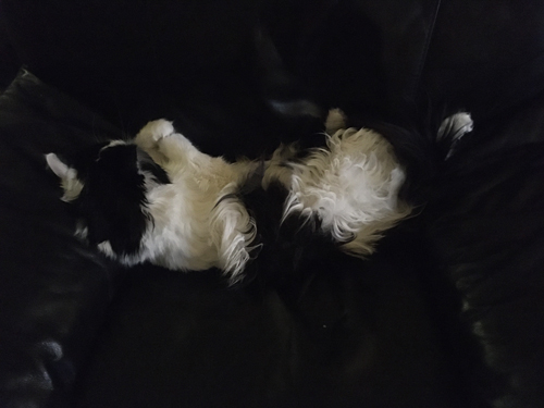 Katten Lucifer sover i Annas fåtölj m ryggen mot kameran