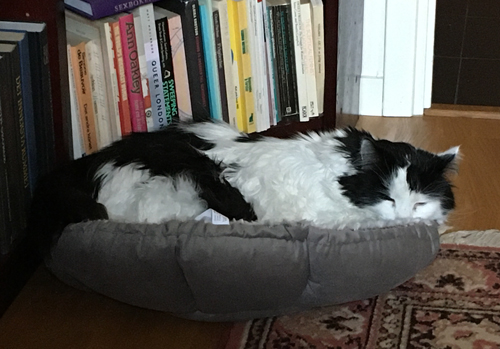 Lucifer sover i lilla korgen m halvslutna ögon