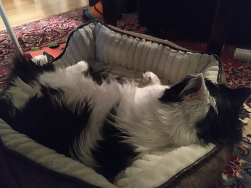 Katten Lucifer sover i stora korgen