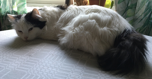 Citrus på matbordet