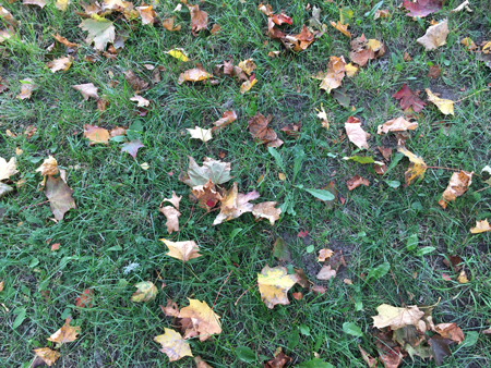 Höstlöv på marken