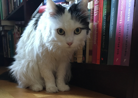 Katten Citrus 6 år vid bokhylla