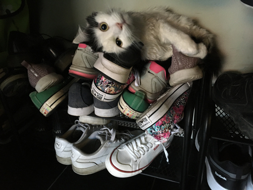 Katten Citrus ovanpå en hylla full av skor