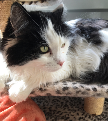 Lucifer 6 år på balkongen