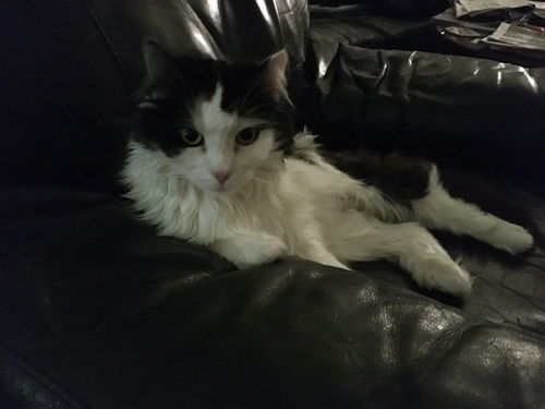 Katten Lucifer i Annas fåtölj vaken