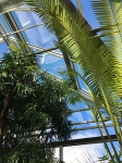 Palm i Tropiska växthuset