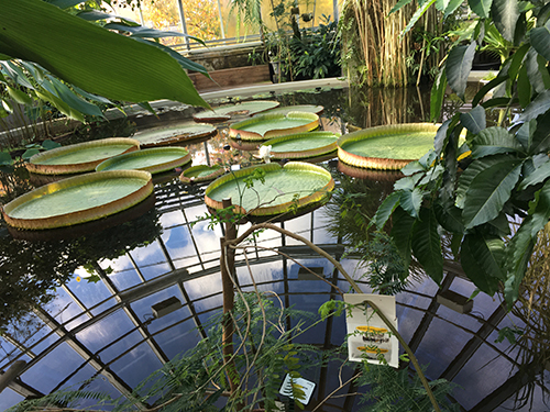 Jättenäckrosen Victoria Tropiska växthuset