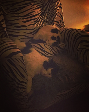 Tisslingarna i zebrafåtöljen