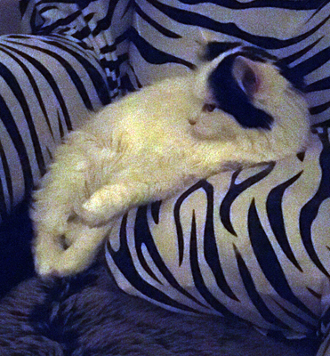 Citrus i Zebrafåtöljen