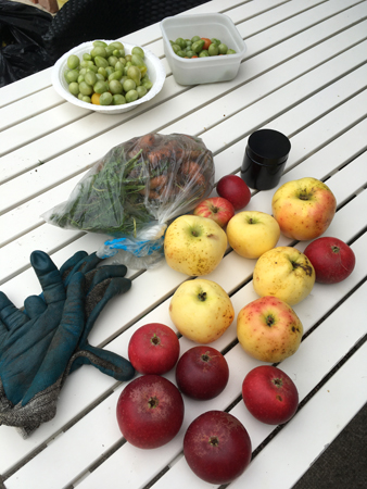 Sista skörden okt 2021