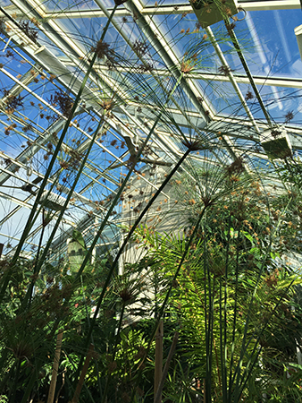 Växt och glastaket i Tropiska växthuset