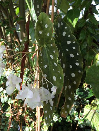Prickig blomma Tropiska växthuset