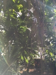 Sol genom växter i regnskogen i Tropiska växthuset