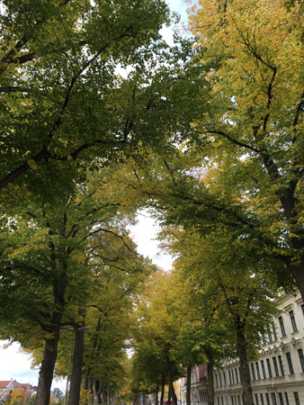 Träden i allén vid Österplan