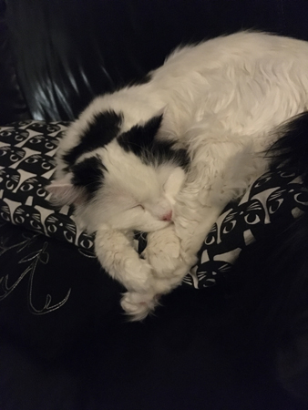 Katten Citrus sover ordentligt på kattsoffkudde