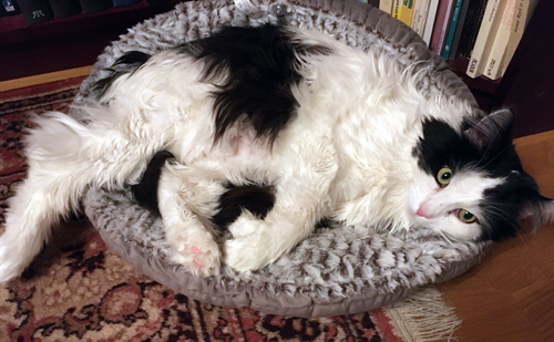 Lucifer i lilla korgen tittar in i kameran