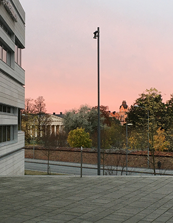 Soluppgång rosa LinneanumSoluppgång rosa Linneanum